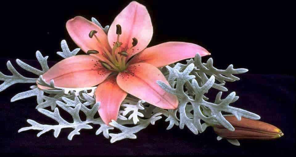 fiori piante