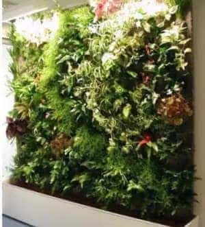 parete verticale con piante