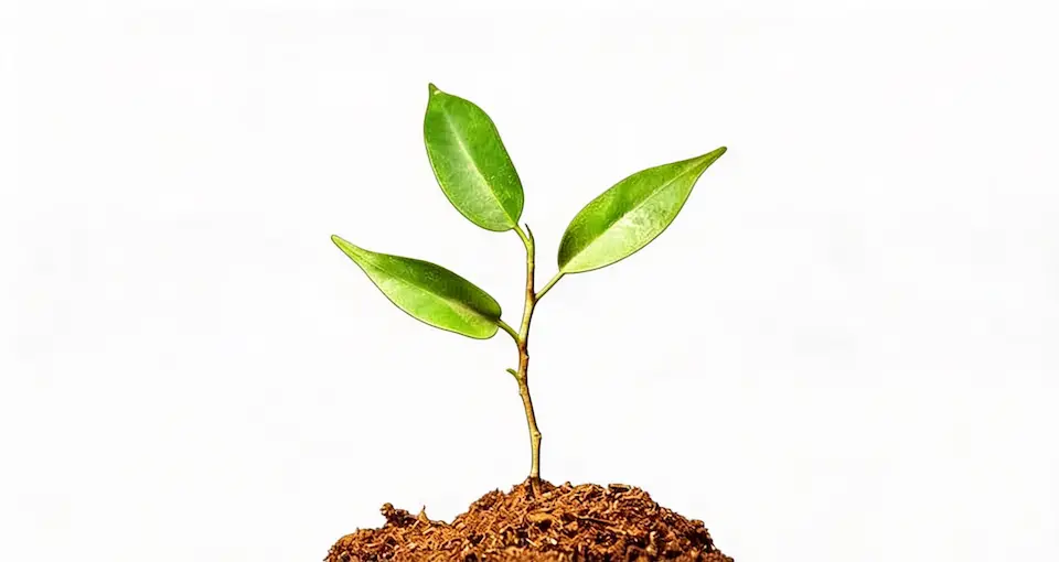 Piante antinquinanti da interno