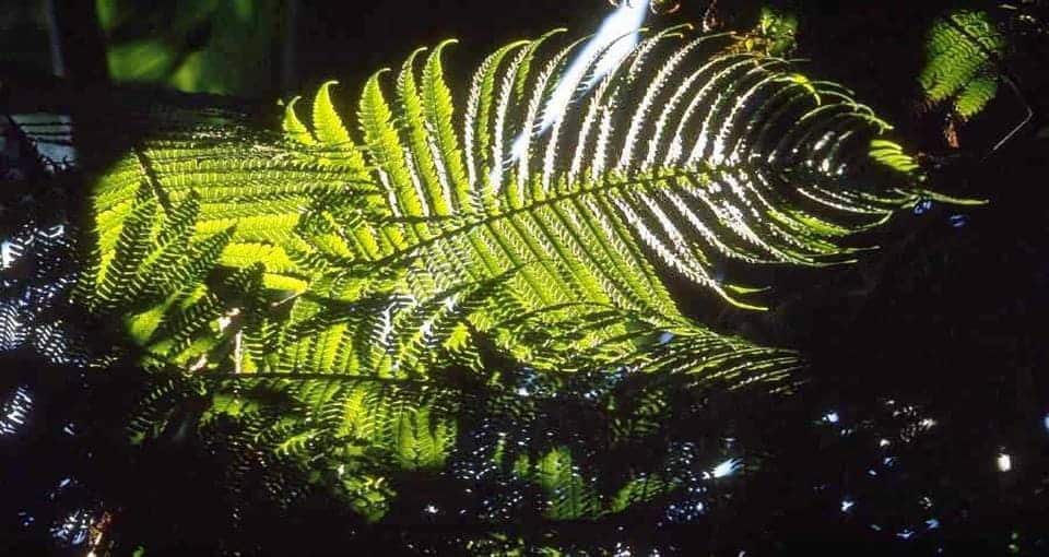 illuminazione piante